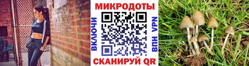 mega сайт  Светлогорск  Псилоцибиновые грибы Psilocybine cubensis 